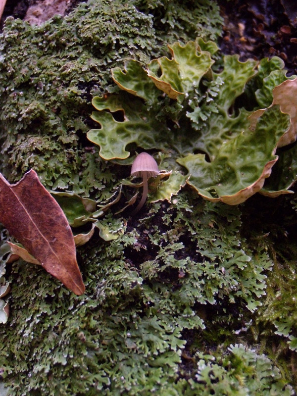 Lobaria pulmonata